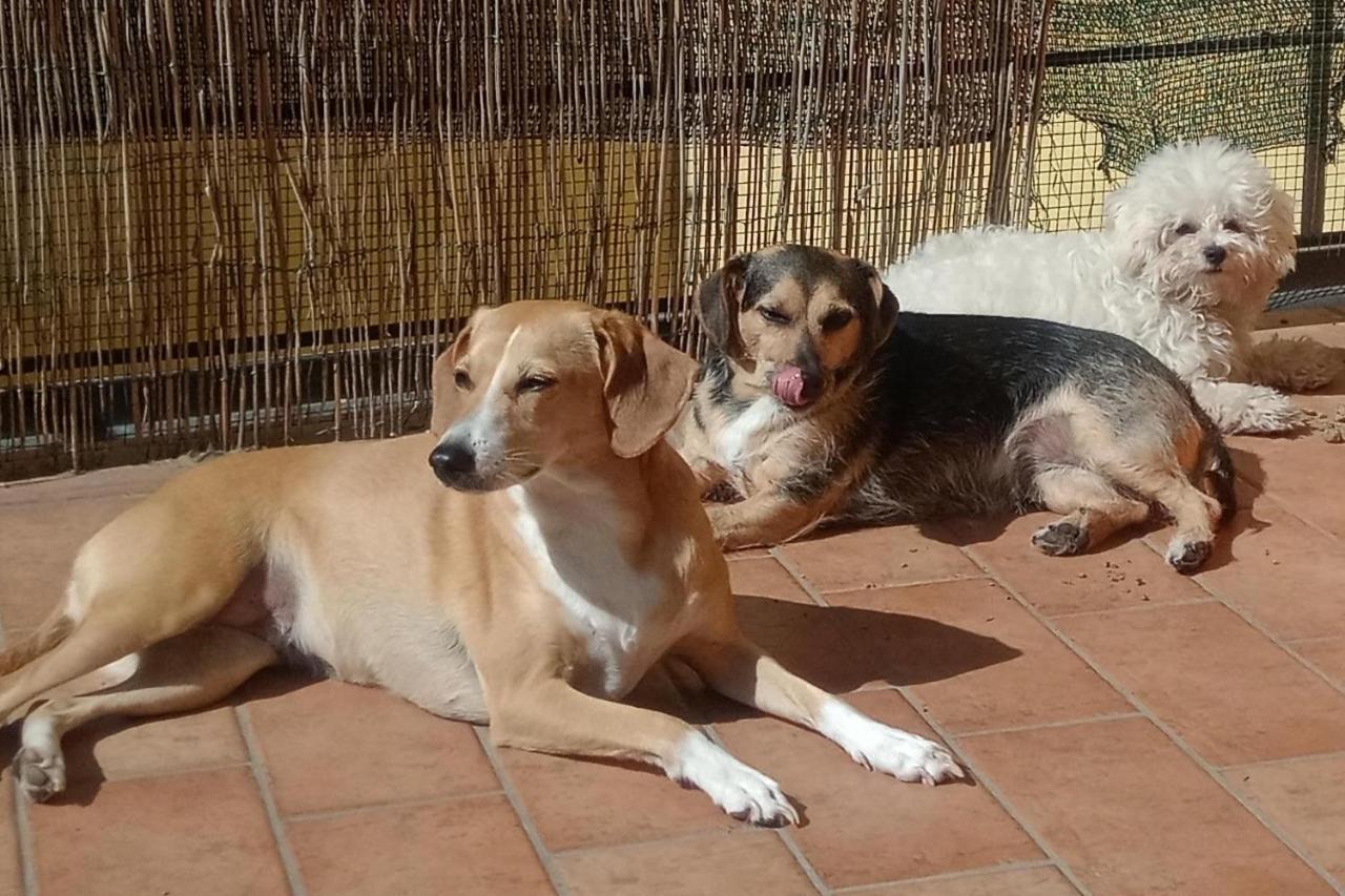 L'Angolo Di Betti Rivergaro Buitenkant foto